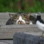Ten Pictures of Cats Hunting Any Cat Owner Will Enjoy
